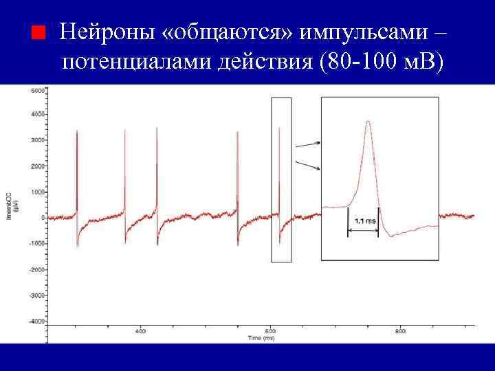 Нейроны «общаются» импульсами ‒ потенциалами действия (80 -100 м. В) 