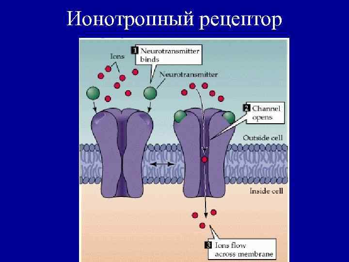 Ионотропный рецептор 