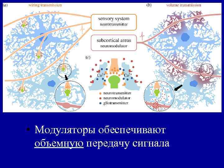  • Модуляторы обеспечивают объемную передачу сигнала 