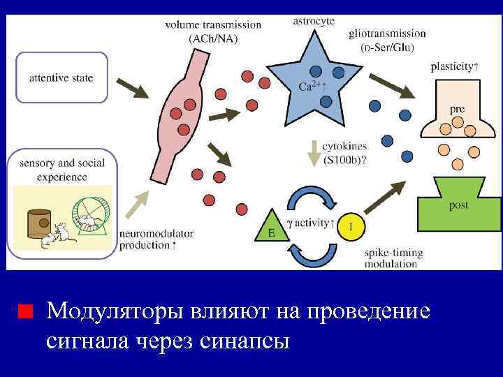 Модуляторы влияют на проведение сигнала через синапсы 