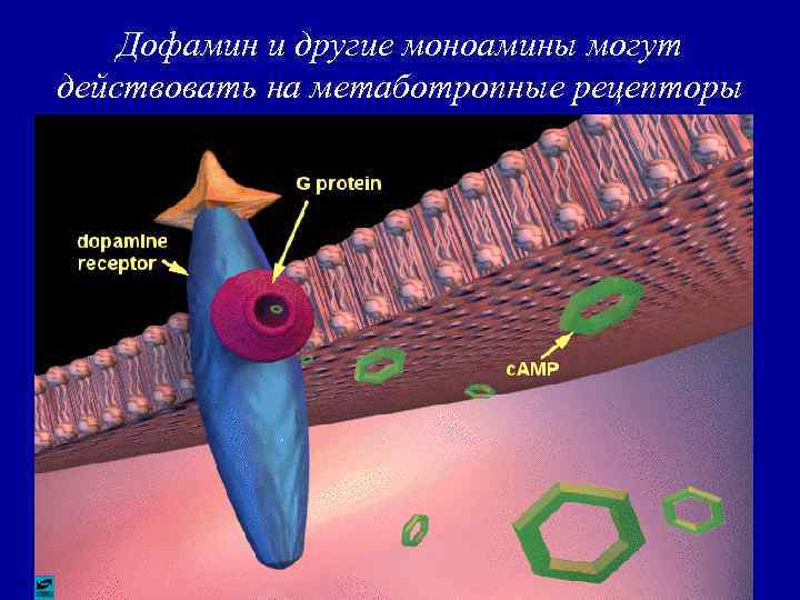 Дофамин и другие моноамины могут действовать на метаботропные рецепторы 