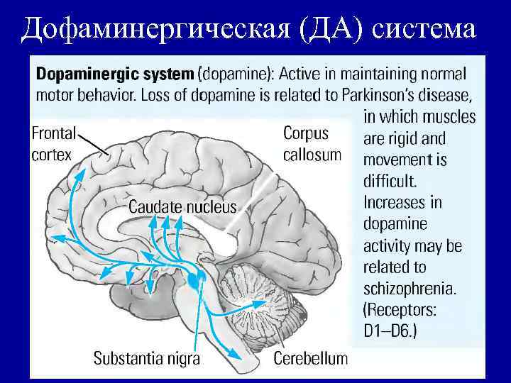 Дофаминергическая (ДА) система 