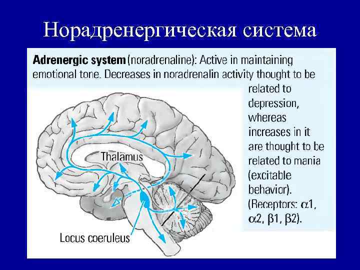 Норадренергическая система 