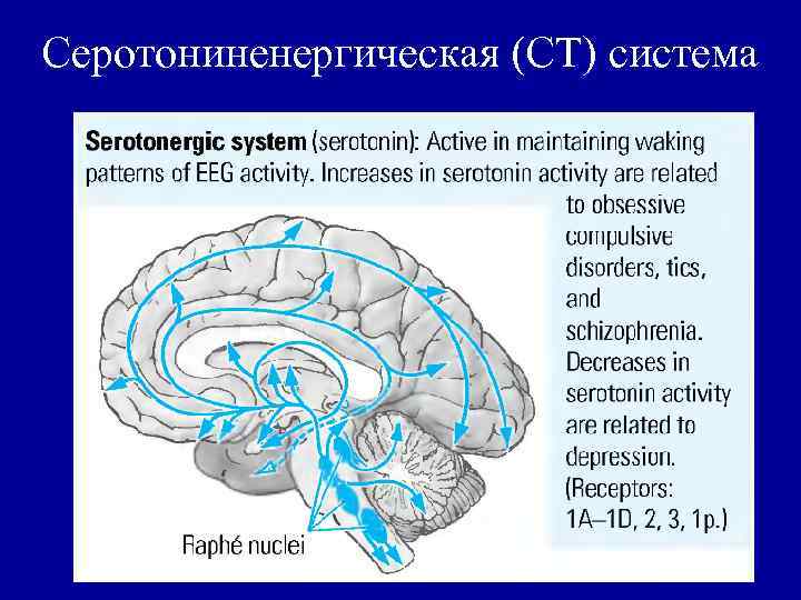 Серотониненергическая (СТ) система 