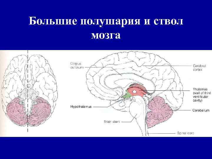 Большие полушария и ствол мозга 