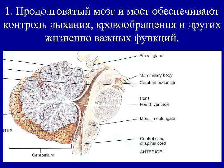 1. Продолговатый мозг и мост обеспечивают контроль дыхания, кровообращения и других жизненно важных функций.