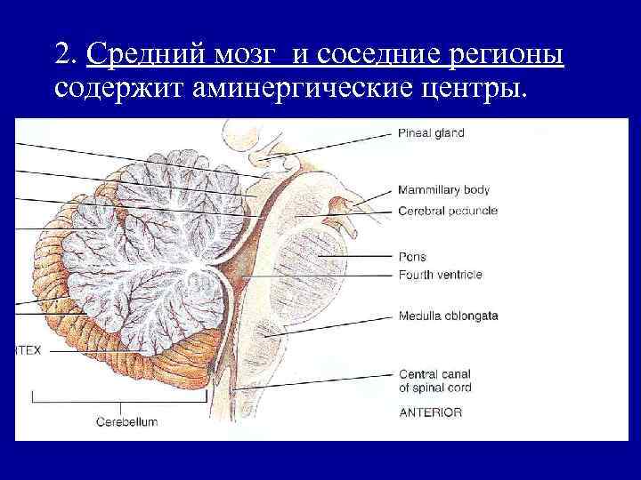 2. Средний мозг и соседние регионы содержит аминергические центры. 