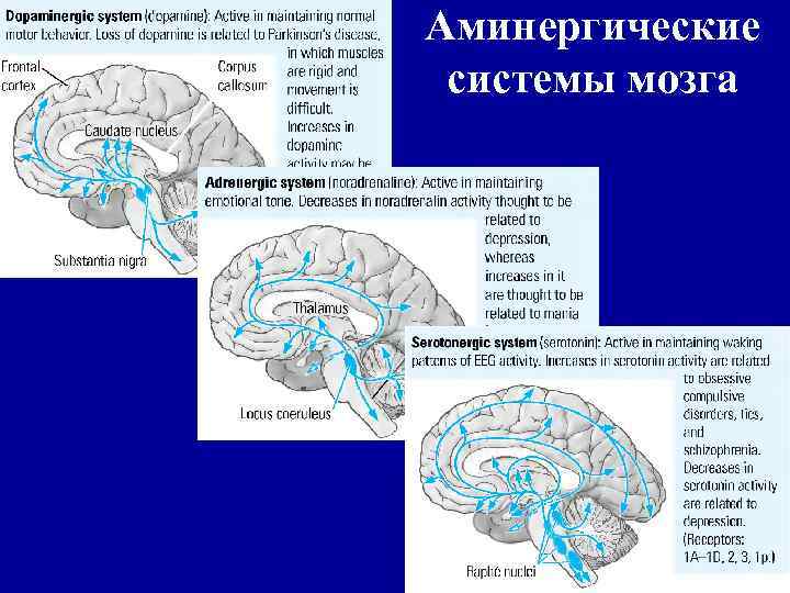 Аминергические системы мозга 66 