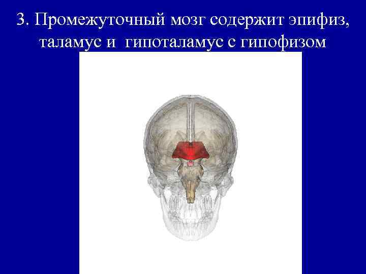 3. Промежуточный мозг содержит эпифиз, таламус и гипоталамус с гипофизом 