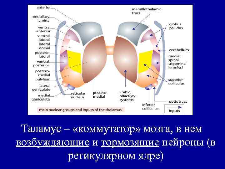 Таламус – «коммутатор» мозга, в нем возбуждающие и тормозящие нейроны (в ретикулярном ядре) 