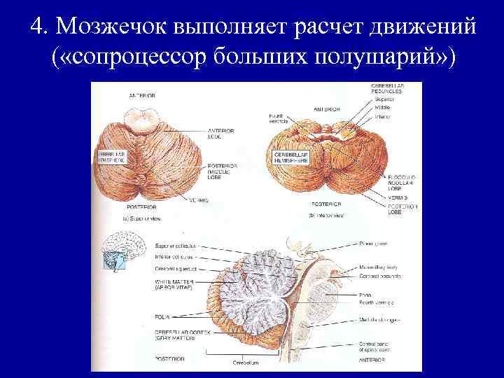 4. Мозжечок выполняет расчет движений ( «сопроцессор больших полушарий» ) 