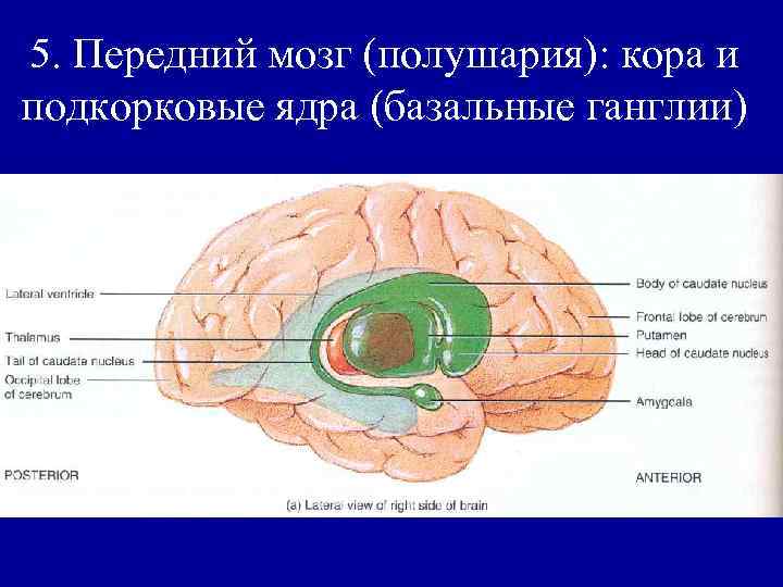 5. Передний мозг (полушария): кора и подкорковые ядра (базальные ганглии) 