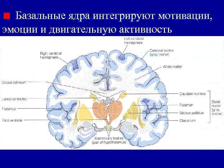 Базальные ядра интегрируют мотивации, эмоции и двигательную активность 