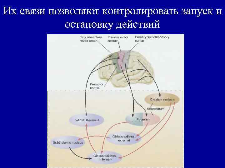 Их связи позволяют контролировать запуск и остановку действий 