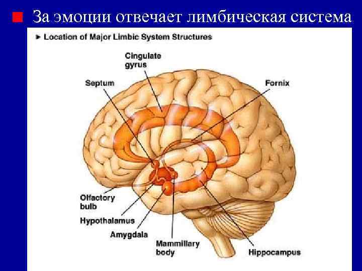 За эмоции отвечает лимбическая система 