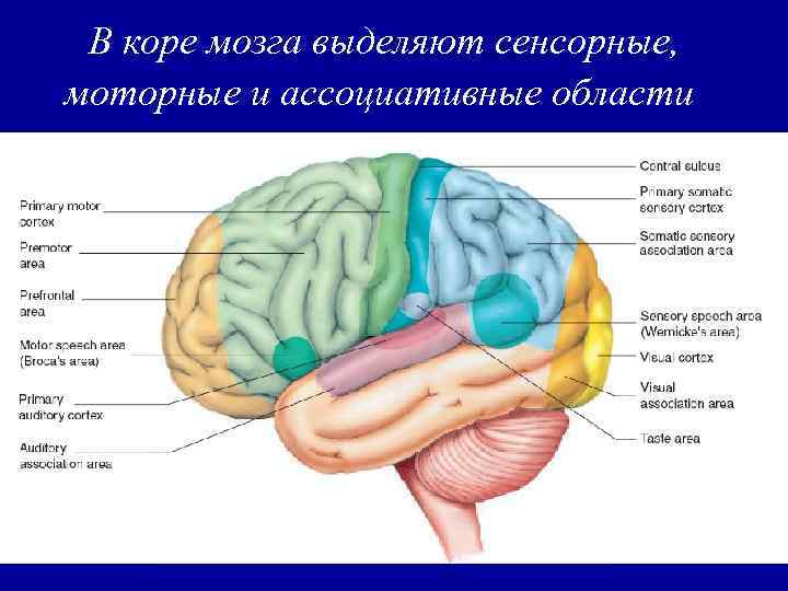 В коре мозга выделяют сенсорные, моторные и ассоциативные области 