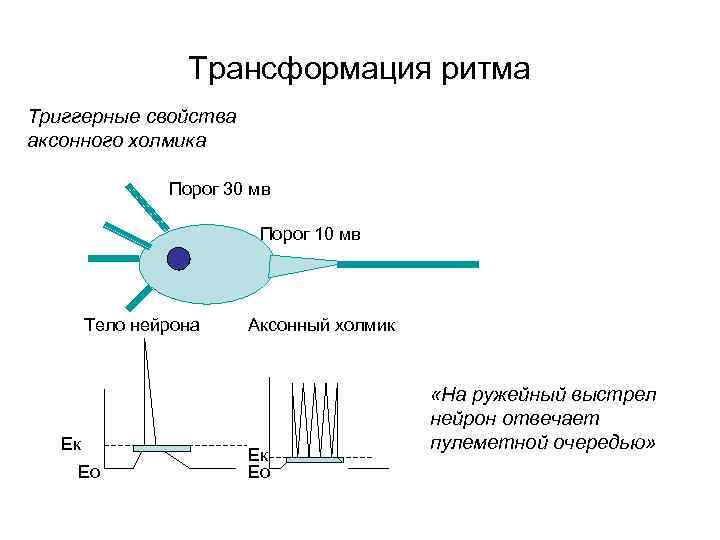 Трансформация ритма Триггерные свойства аксонного холмика Порог 30 мв Порог 10 мв Тело нейрона