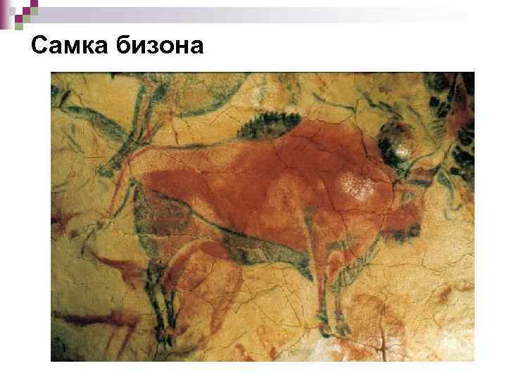 Самка бизона 