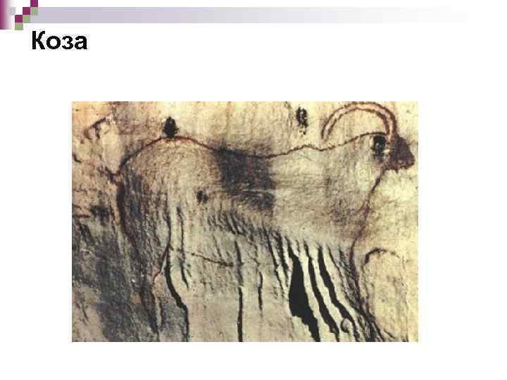 Коза 