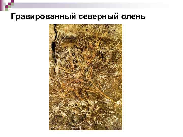 Гравированный северный олень 