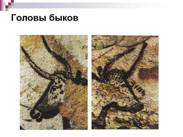 Головы быков 