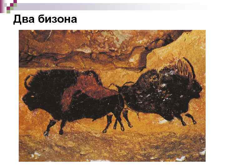 Два бизона 