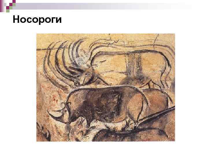 Носороги 