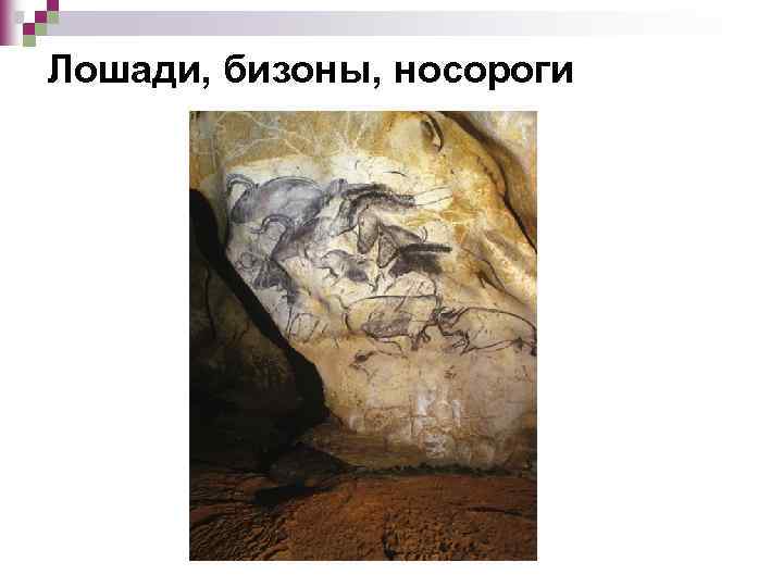 Лошади, бизоны, носороги 