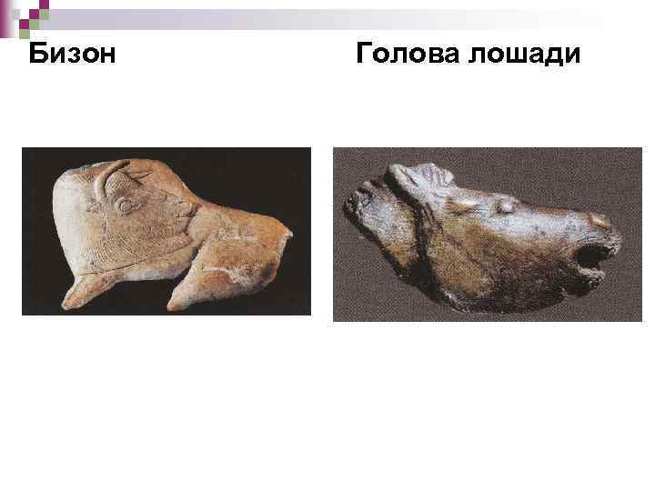 Бизон Голова лошади 