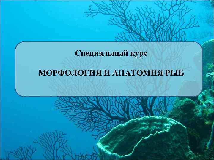 Специальный курс МОРФОЛОГИЯ И АНАТОМИЯ РЫБ 