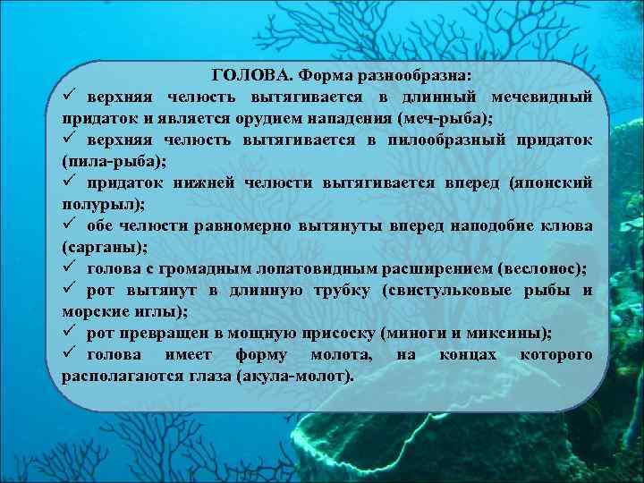ГОЛОВА. Форма разнообразна: ü верхняя челюсть вытягивается в длинный мечевидный придаток и является орудием