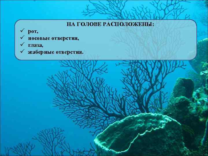 НА ГОЛОВЕ РАСПОЛОЖЕНЫ: ü ü рот, носовые отверстия, глаза, жаберные отверстия. 