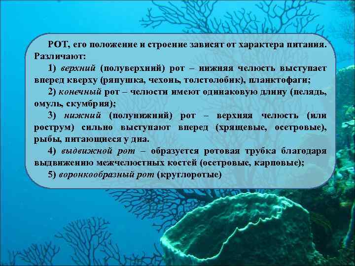 РОТ, его положение и строение зависят от характера питания. Различают: 1) верхний (полуверхний) рот