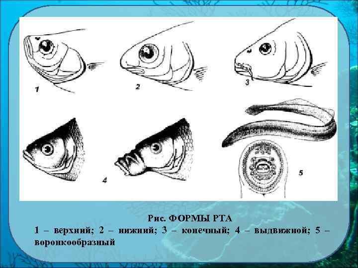 Рис. ФОРМЫ РТА 1 – верхний; 2 – нижний; 3 – конечный; 4 –