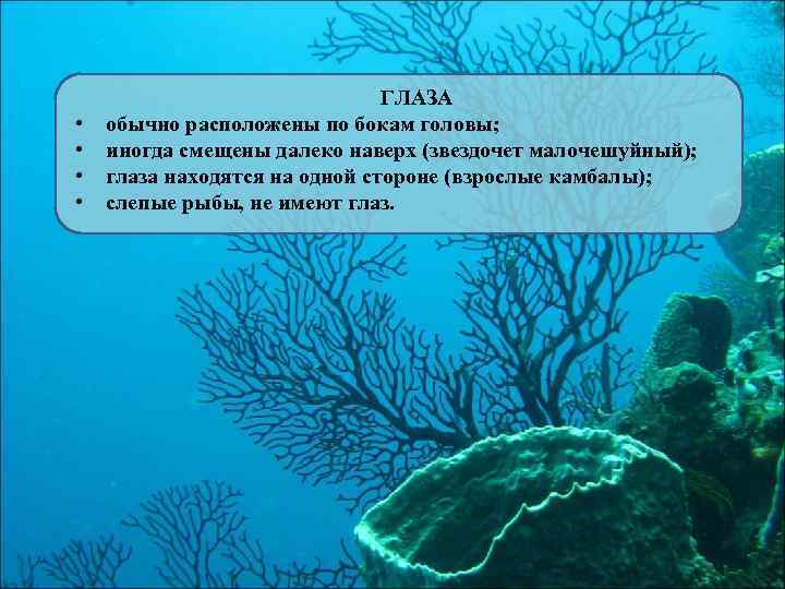 • • ГЛАЗА обычно расположены по бокам головы; иногда смещены далеко наверх (звездочет