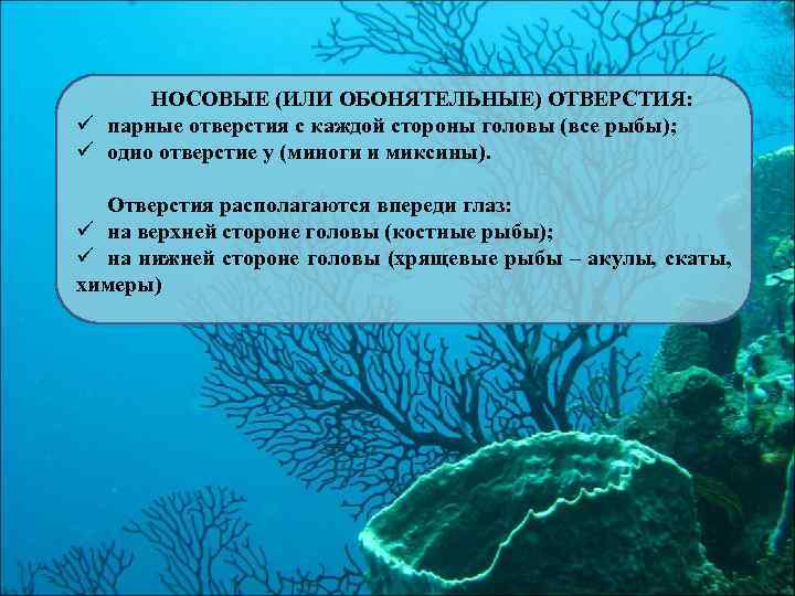 НОСОВЫЕ (ИЛИ ОБОНЯТЕЛЬНЫЕ) ОТВЕРСТИЯ: ü парные отверстия с каждой стороны головы (все рыбы); ü