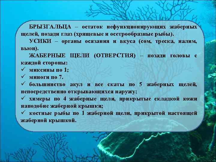 БРЫЗГАЛЬЦА – остаток нефункционирующих жаберных щелей, позади глаз (хрящевые и осетрообразные рыбы). УСИКИ –