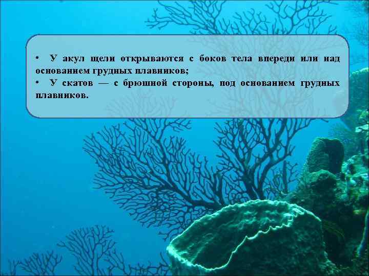  • У акул щели открываются с боков тела впереди или над основанием грудных