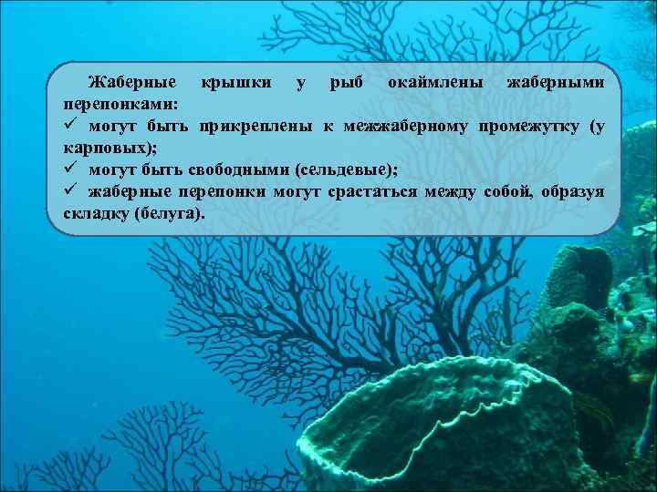 Жаберные крышки у рыб окаймлены жаберными перепонками: ü могут быть прикреплены к межжаберному промежутку