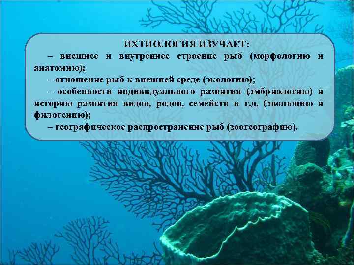 ИХТИОЛОГИЯ ИЗУЧАЕТ: – внешнее и внутреннее строение рыб (морфологию и анатомию); – отношение рыб