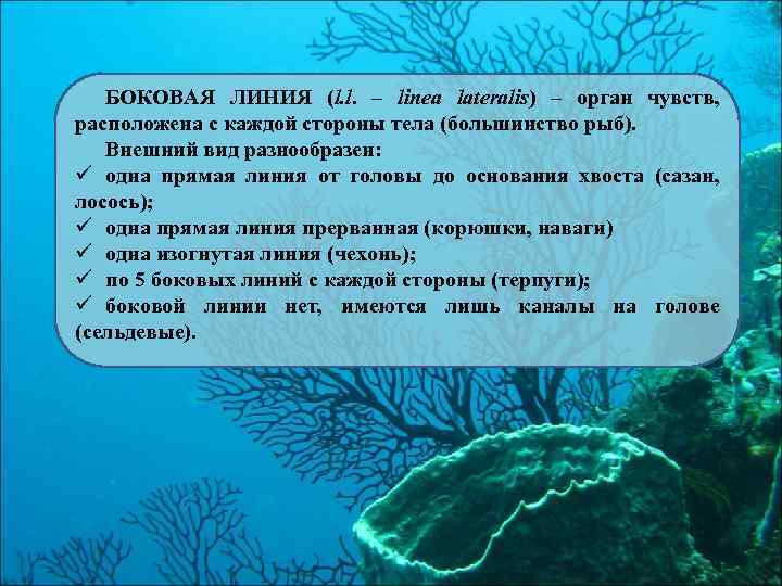 БОКОВАЯ ЛИНИЯ (l. l. – linea lateralis) – орган чувств, расположена с каждой стороны