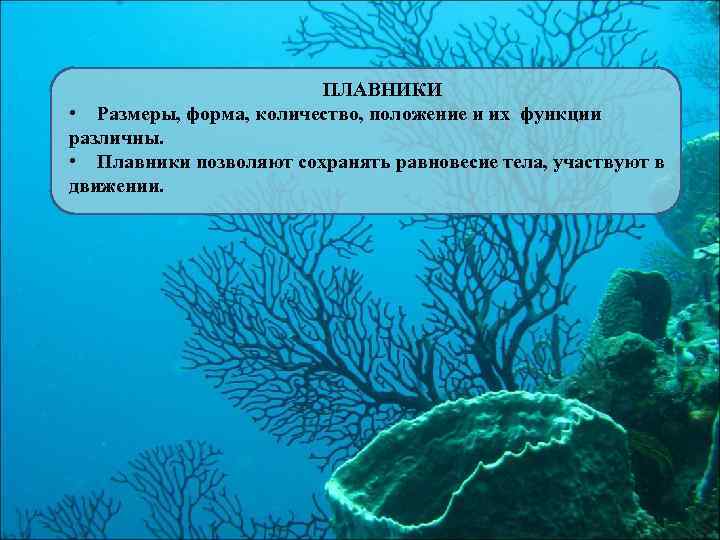 ПЛАВНИКИ • Размеры, форма, количество, положение и их функции различны. • Плавники позволяют сохранять