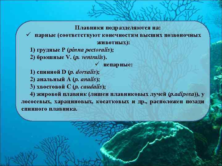 Плавники подразделяются на: ü парные (соответствуют конечностям высших позвоночных животных): 1) грудные Р (pinna