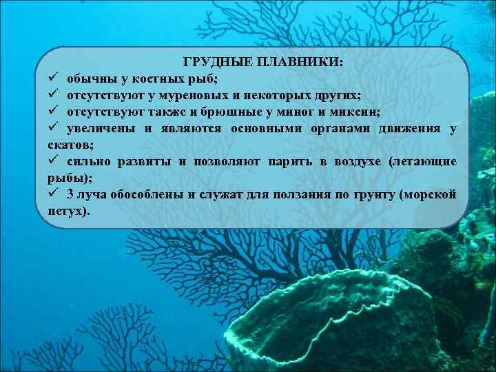 ГРУДНЫЕ ПЛАВНИКИ: ü обычны у костных рыб; ü отсутствуют у муреновых и некоторых других;