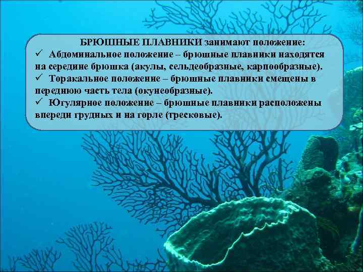 БРЮШНЫЕ ПЛАВНИКИ занимают положение: ü Абдоминальное положение – брюшные плавники находятся на середине брюшка