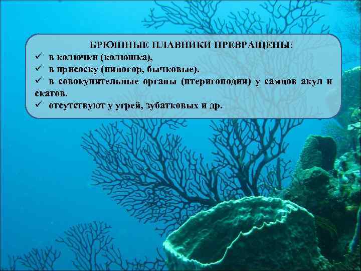 БРЮШНЫЕ ПЛАВНИКИ ПРЕВРАЩЕНЫ: ü в колючки (колюшка), ü в присоску (пиногор, бычковые). ü в