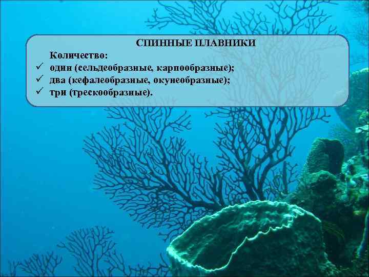 СПИННЫЕ ПЛАВНИКИ Количество: ü один (сельдеобразные, карпообразные); ü два (кефалеобразные, окунеобразные); ü три (трескообразные).