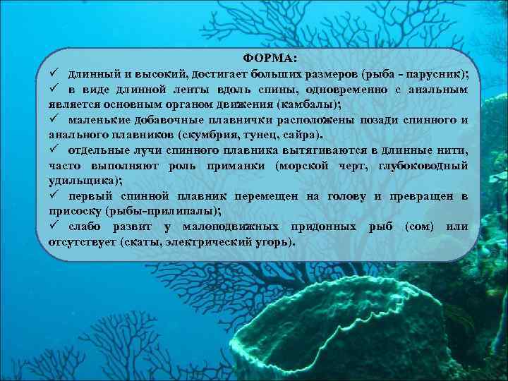 ФОРМА: ü длинный и высокий, достигает больших размеров (рыба - парусник); ü в виде