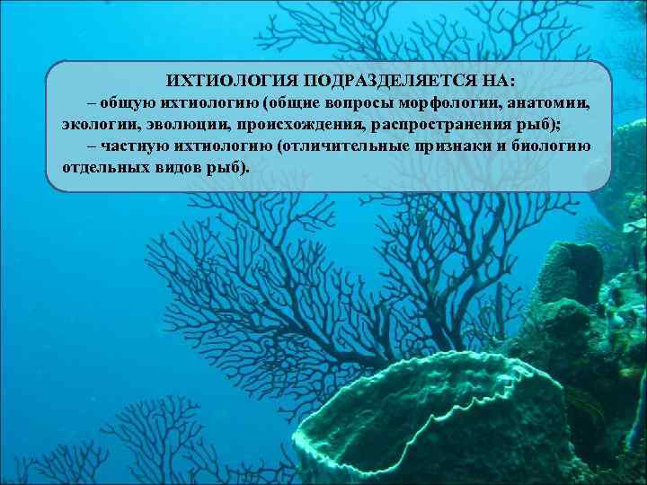 ИХТИОЛОГИЯ ПОДРАЗДЕЛЯЕТСЯ НА: – общую ихтиологию (общие вопросы морфологии, анатомии, экологии, эволюции, происхождения, распространения