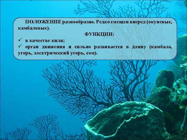ПОЛОЖЕНИЕ разнообразно. Редко смещен вперед (окуневые, камбаловые). ФУНКЦИИ: ü в качестве киля; ü орган